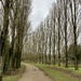 Winter trees 11: poplar by sianharrison