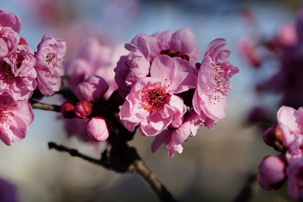 Japanese flowering cherry by acolyte