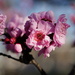 Japanese flowering cherry by acolyte