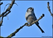 11th Feb 2022 - One of my favourite little birds
