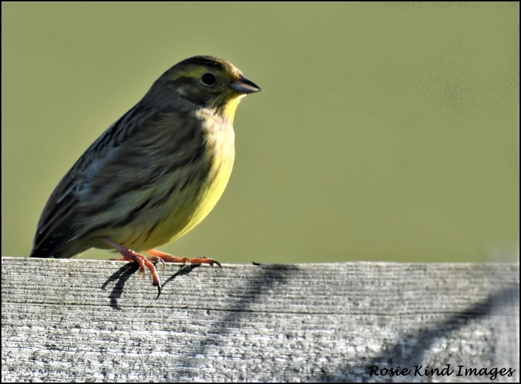 Lovely yellowhammer by rosiekind