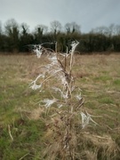 11th Feb 2022 - Winter.. Fireweed seeds still around