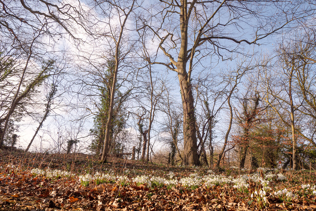 11th February - Snowdrops by newbank