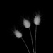 Three Little Weeds DSC_0430 by merrelyn