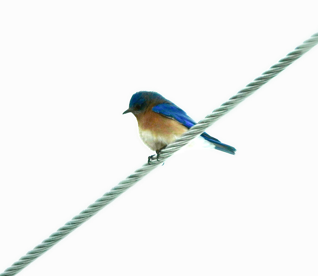Male Eastern Bluebird by frantackaberry