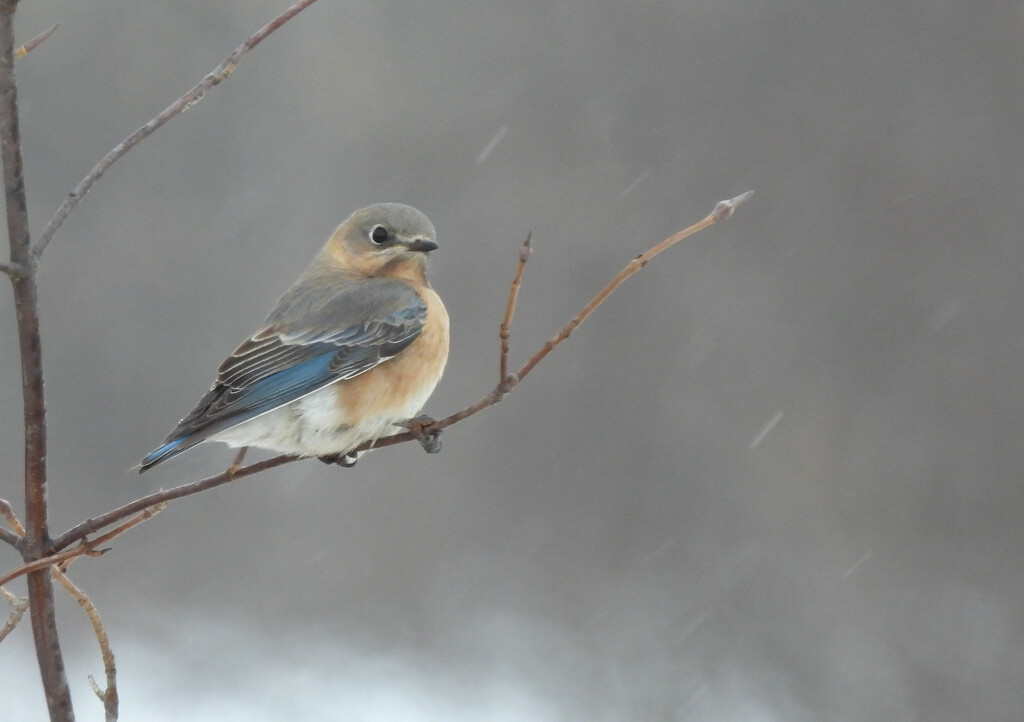 Female Eastern Bluebird by frantackaberry