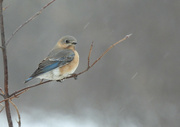 9th Feb 2022 - Female Eastern Bluebird