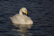 11th Feb 2022 - WHOOPER IN THE BLUE