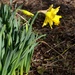 Daffodil  by arkensiel