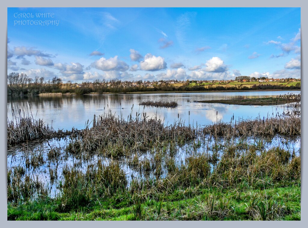 Reed Beds,Summer Leys Nature Reserve by carolmw