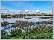 11th Feb 2022 - Reed Beds,Summer Leys Nature Reserve