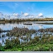 Reed Beds,Summer Leys Nature Reserve by carolmw