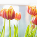 First tulips by djepie