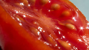 11th Feb 2022 - Tomato Starbursts