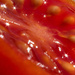 Tomato Starbursts by tdaug80