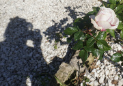 11th Feb 2022 - A rose between shadows