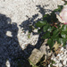 A rose between shadows by beverley365