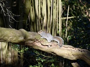 11th Feb 2022 - Grey Squirrel