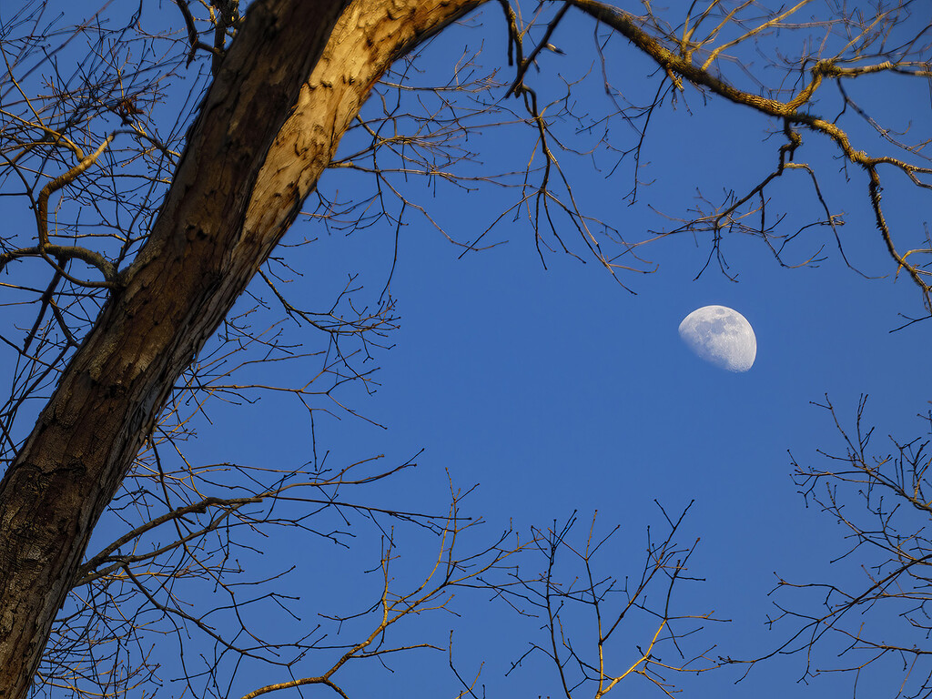 Waxing Gibbous Moon by k9photo