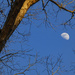 Waxing Gibbous Moon by k9photo