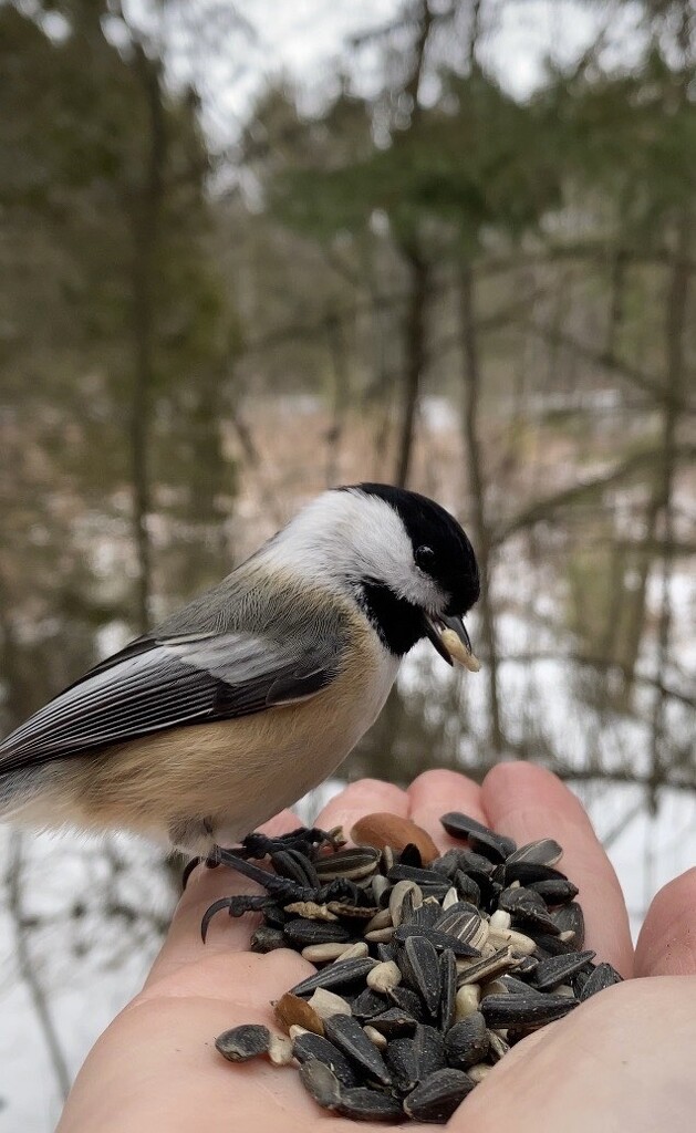 Feeding the Chickadees by frantackaberry