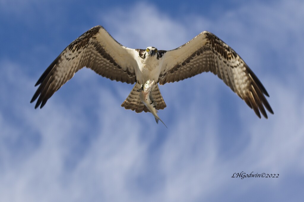 LHG_5617Osprey with his breakfast by rontu