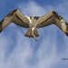 LHG_5617Osprey with his breakfast by rontu