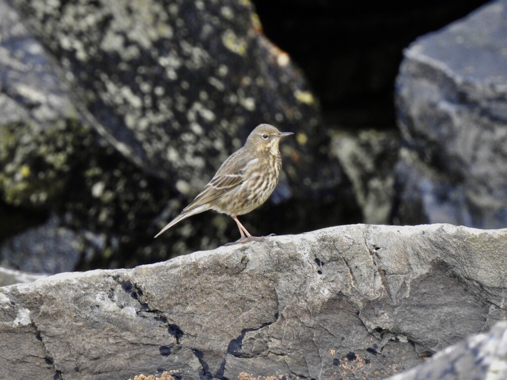 Rock Pipit  by susiemc