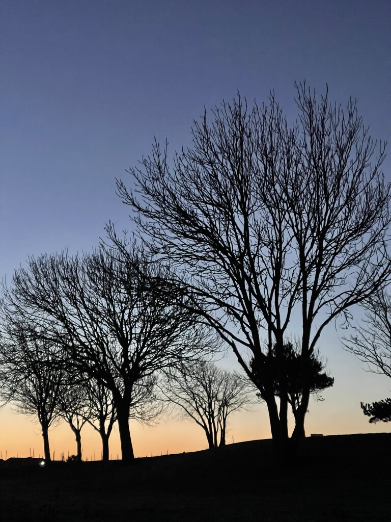 Tree line at Dawn by bill_gk