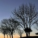 Tree line at Dawn by bill_gk