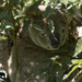 surprise ... by koalagardens