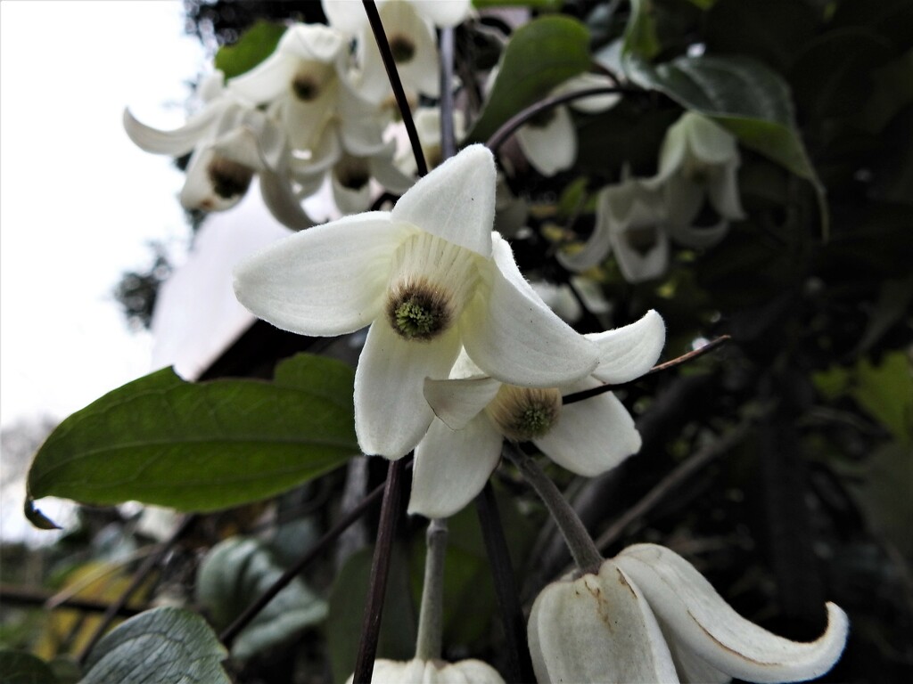 White Flowers by oldjosh