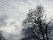 9th Feb 2022 - Clouds and Trees