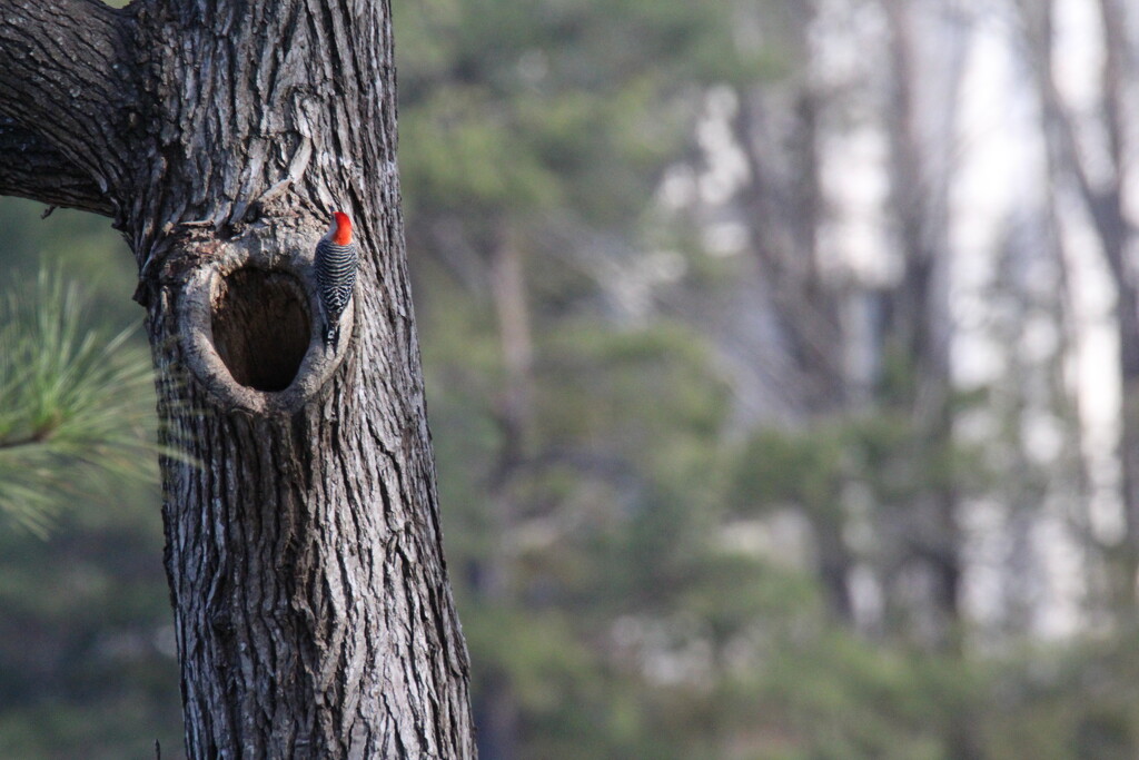 Feb 11 Red Bellied Woodpecker finds a new home IMG_5248 by georgegailmcdowellcom