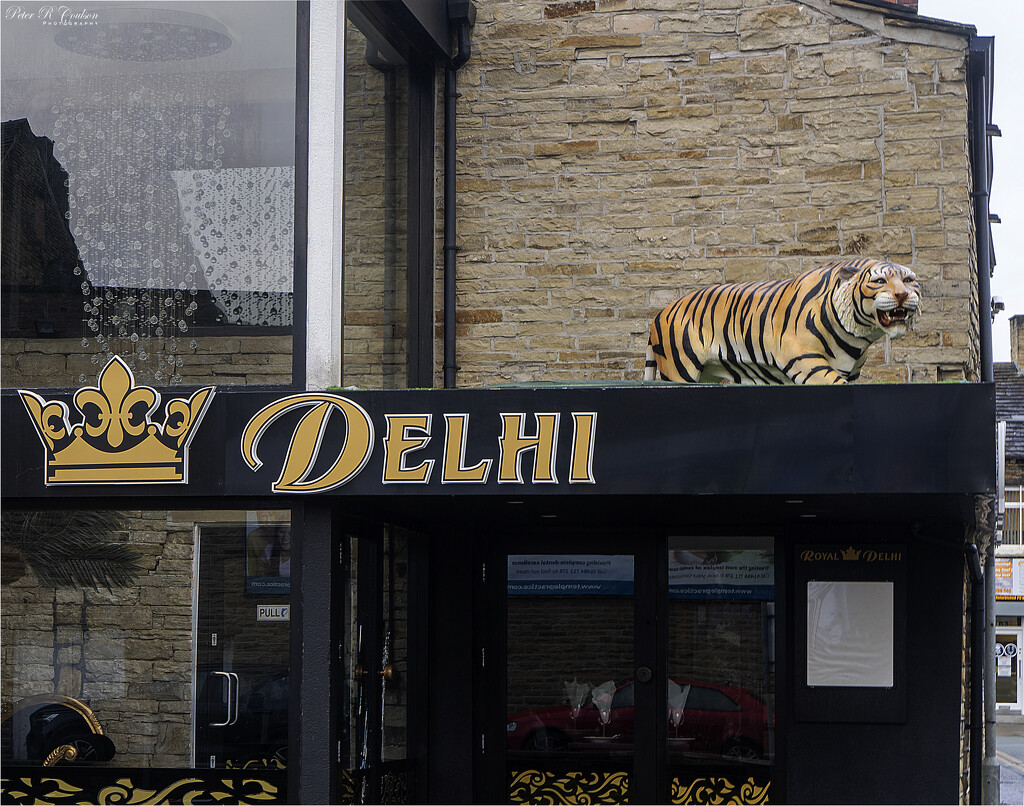 Tiger in Brighouse by pcoulson