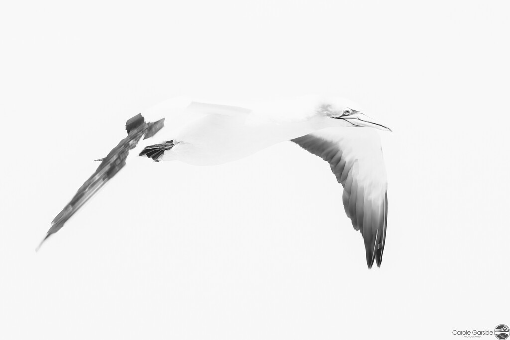 Flying gannet by yorkshirekiwi