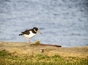 11th Feb 2022 - The Oyster Catcher