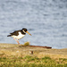 The Oyster Catcher by nodrognai