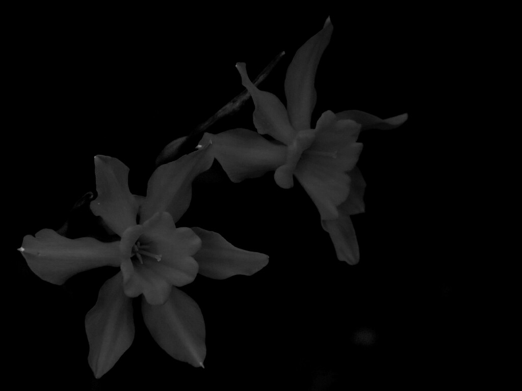 Midnight Blossom by grammyn