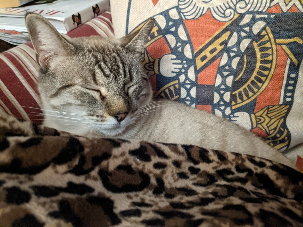 Sleepy cozy kitty  by cheriseinsocal