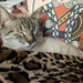 Sleepy cozy kitty  by cheriseinsocal