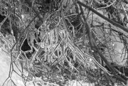 11th Feb 2022 - icy branches