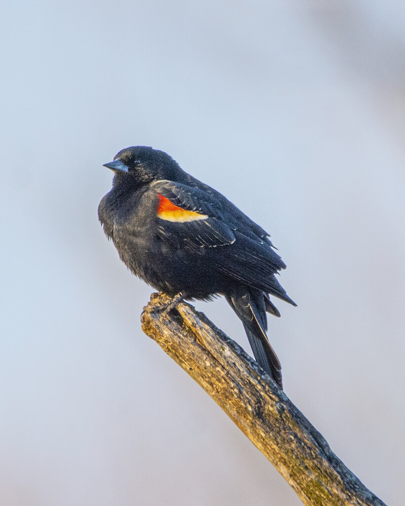 Red-Winged Blackbird by cwbill
