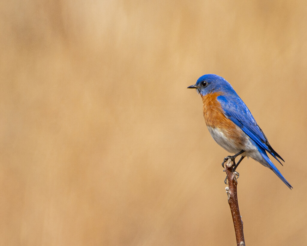 Bluebird  by cwbill
