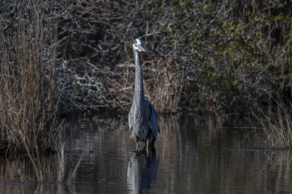 A Patient Heron by timerskine