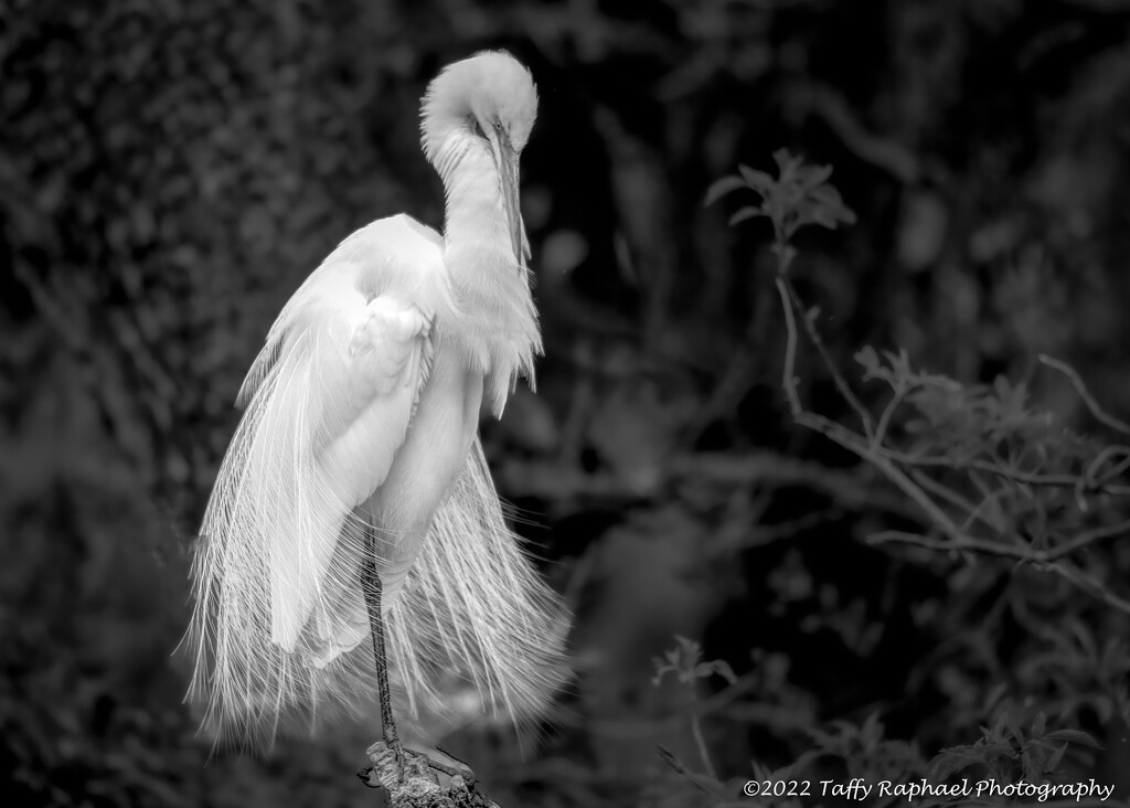 Great Egret Shows Off by taffy