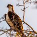 Osprey, Sitting Proud! by rickster549