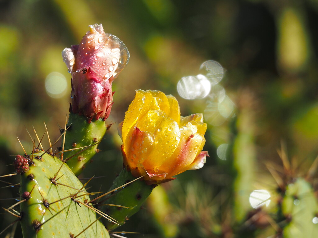Cactus Flowers by redy4et