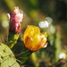 Cactus Flowers by redy4et