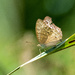  Brown Butterfly  by ianjb21